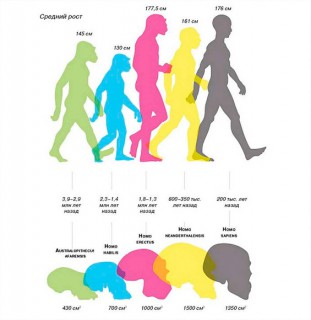 На пути от обезьяны к повелителю огня и кастрюли человек менял телосложение и объем мозга