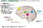 Юмор в товоей голове Почему мы смеемся Гипотезы и исследования происхождения смеха